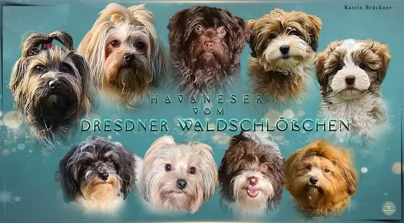 Hundezucht vom Dresdner Waldschlößchen - Bild 1