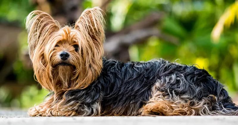 Yorkshire Terrier – Hunderasse
