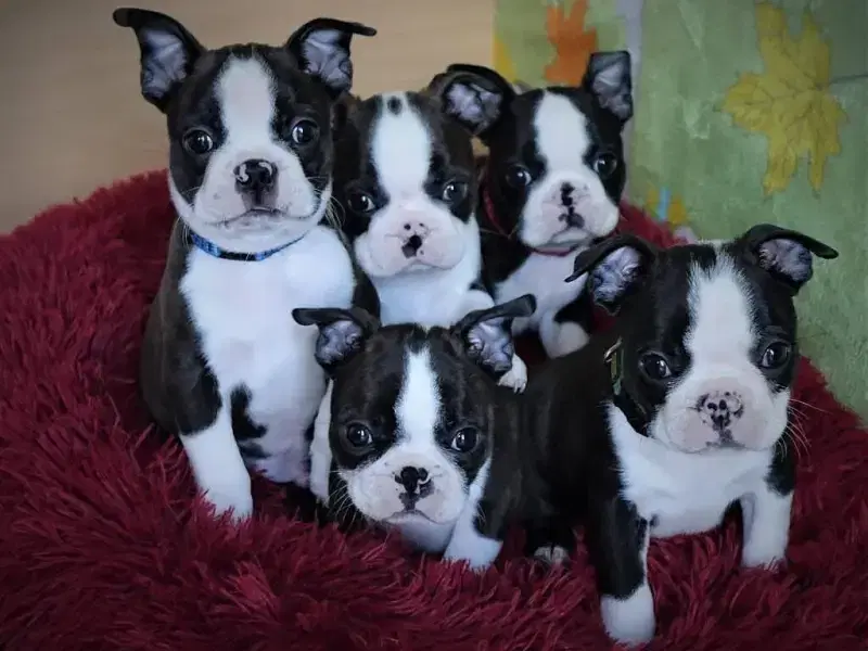 Barking Bat's of Ratisbon