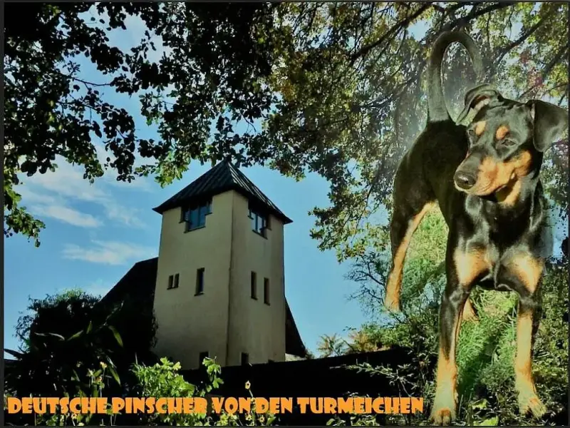 von den Turmeichen