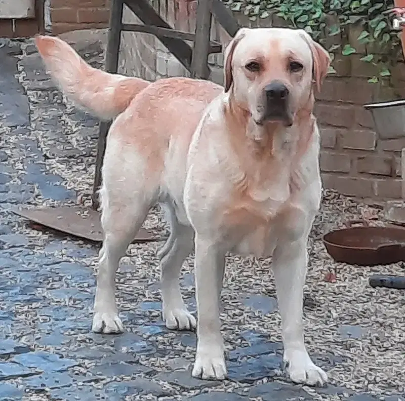 Labradore von der Zauberschmiede - Bild 1