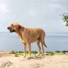 Sennefelder’s Guardian