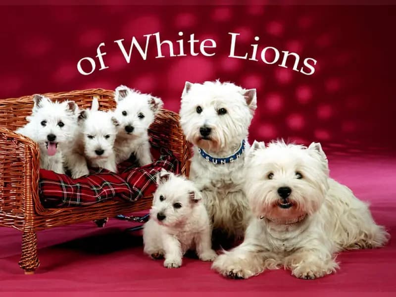 of White Lions