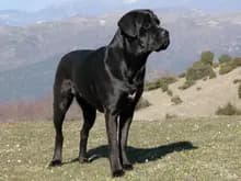 Cane Corso Italiano – Hunderasse
