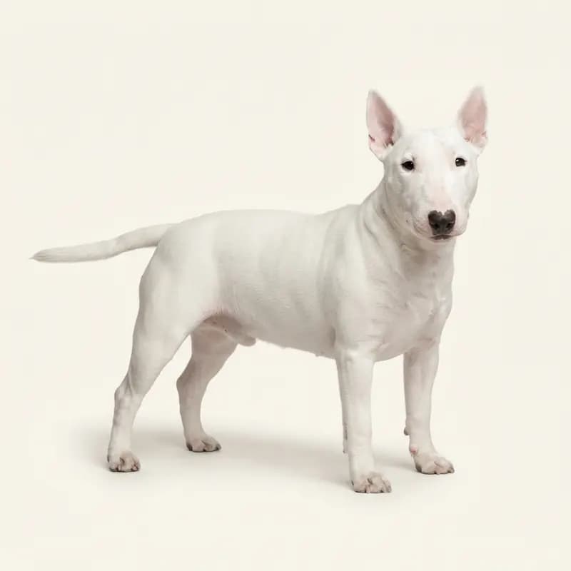 白色的成年迷你斗牛犬