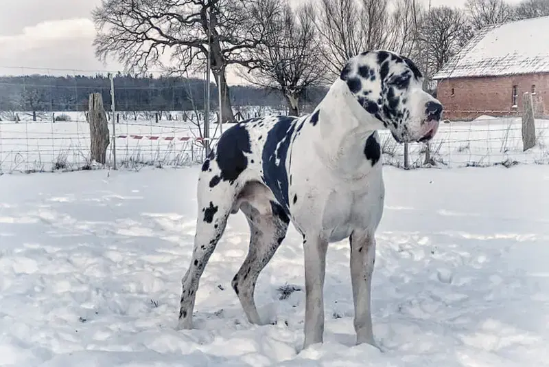 Doggen vom Rosenhäger Brink - Bild 1