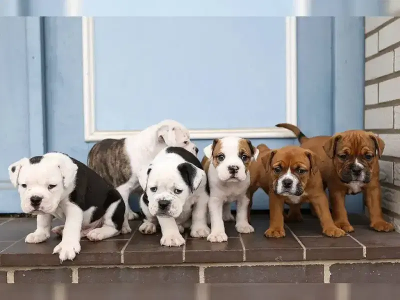 Diekbek Bulldogs