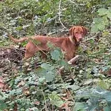 vom Brandberger Obstgarten
