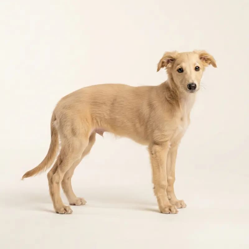 丝毛疾风犬 Welpe in 浅黄褐色