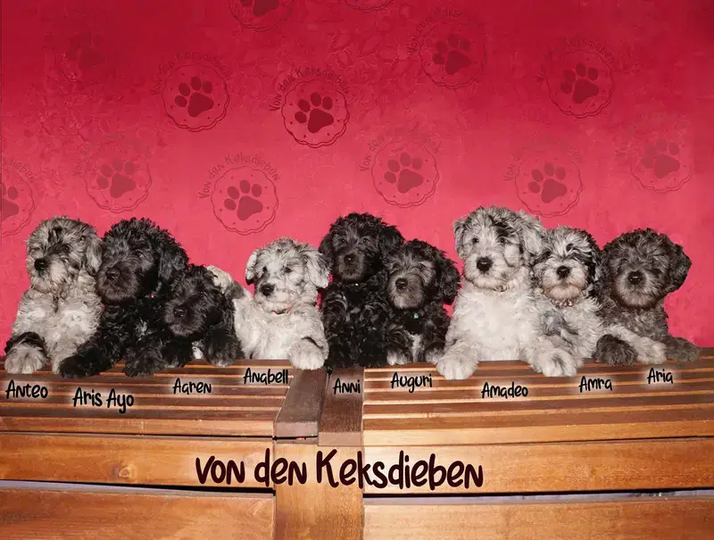 von den Keksdieben - Bild 1