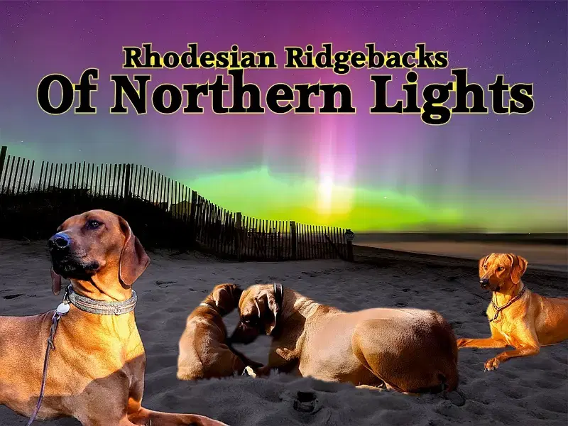 Of Northern Lights - Bild 1