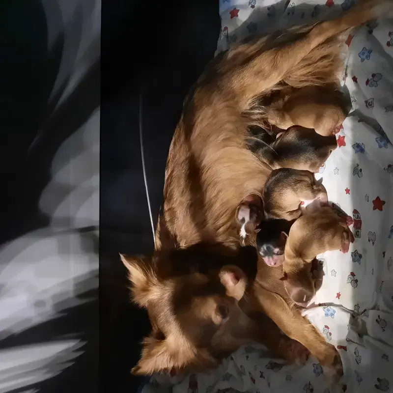 Chihuahuas von den Yunalanden  - Bild 1