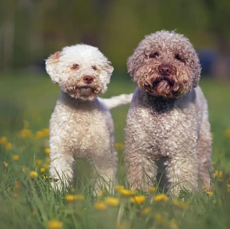 Lagotto Romagnolo – Hunderasse