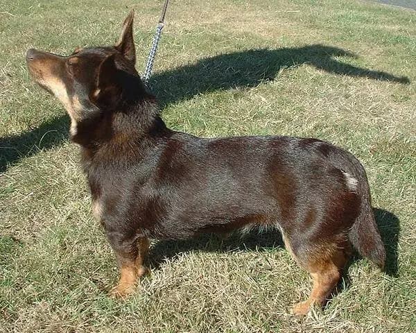 Lancashire Heeler – dog breed