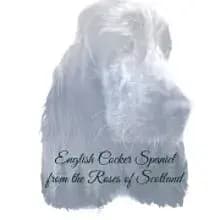 from the Roses of Scotland
