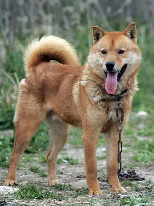 Korean Jindo – dog breed