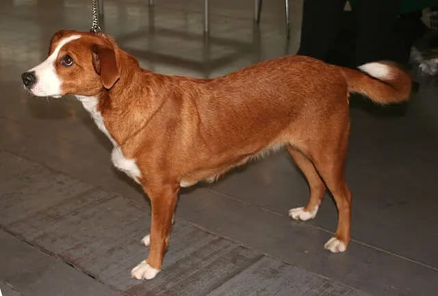 Austrian Pinscher – dog breed