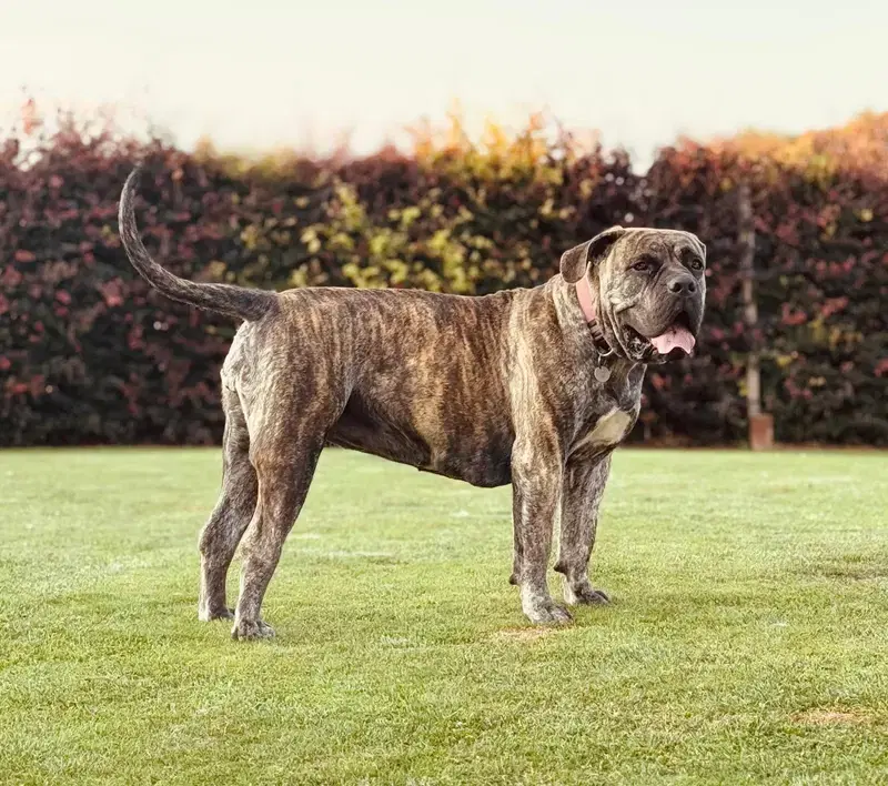 Wolfsberg Boerboels  - Bild 1