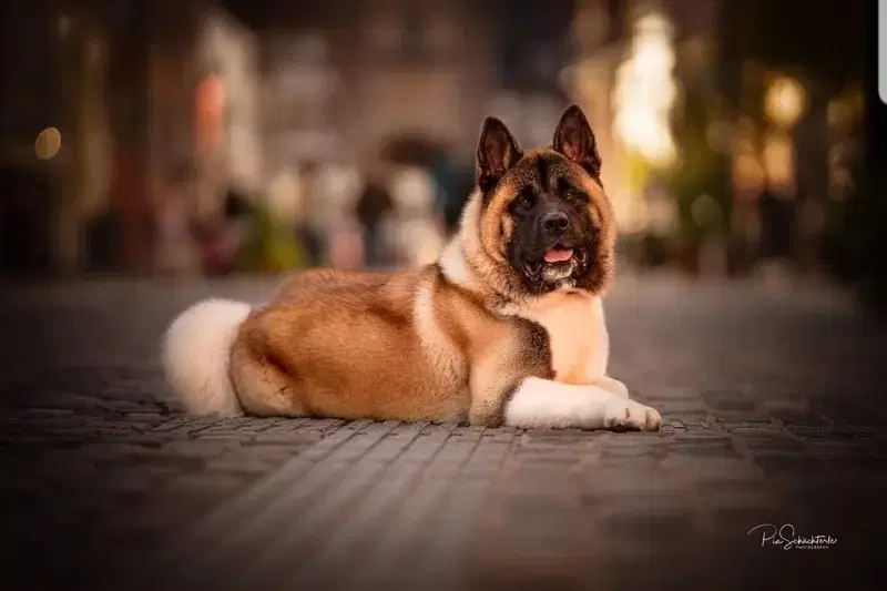 Empress Fike Enisey  - Bild 1