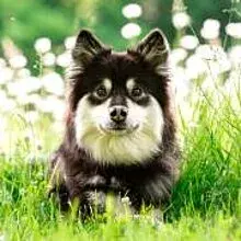 Lapin Sisu