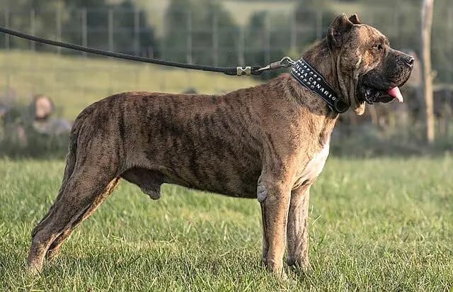 Dogo Canario – Hunderasse
