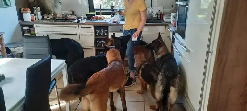 Schäferhunde vom Haus Nesgen - Bild 1