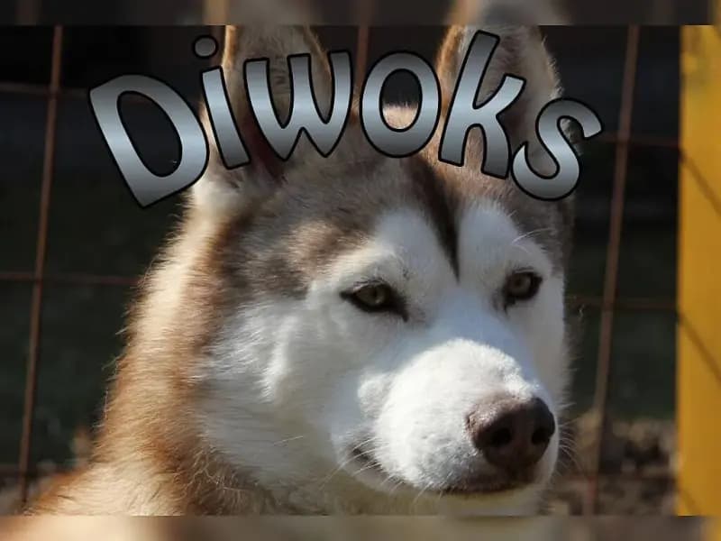 Diwoks