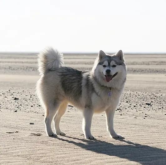 Pomsky – hunderace