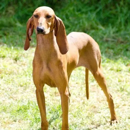 Segugio italiano – razza canina