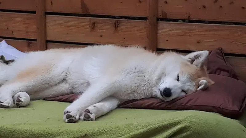 Akitas von den Holledauer Hügeln - Bild 1