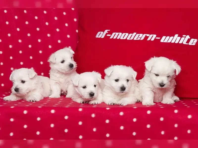 of modern White