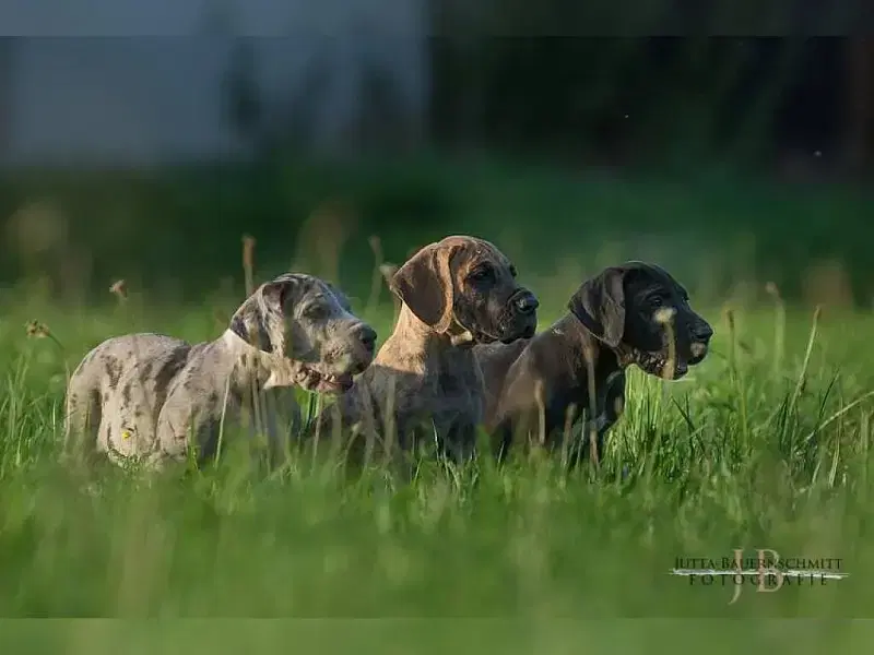 vom Druidenhain