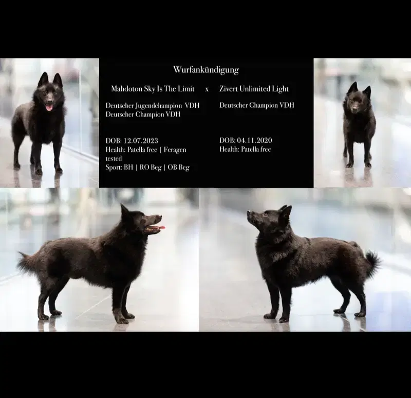 Black Star Schipperkes  - Bild 1