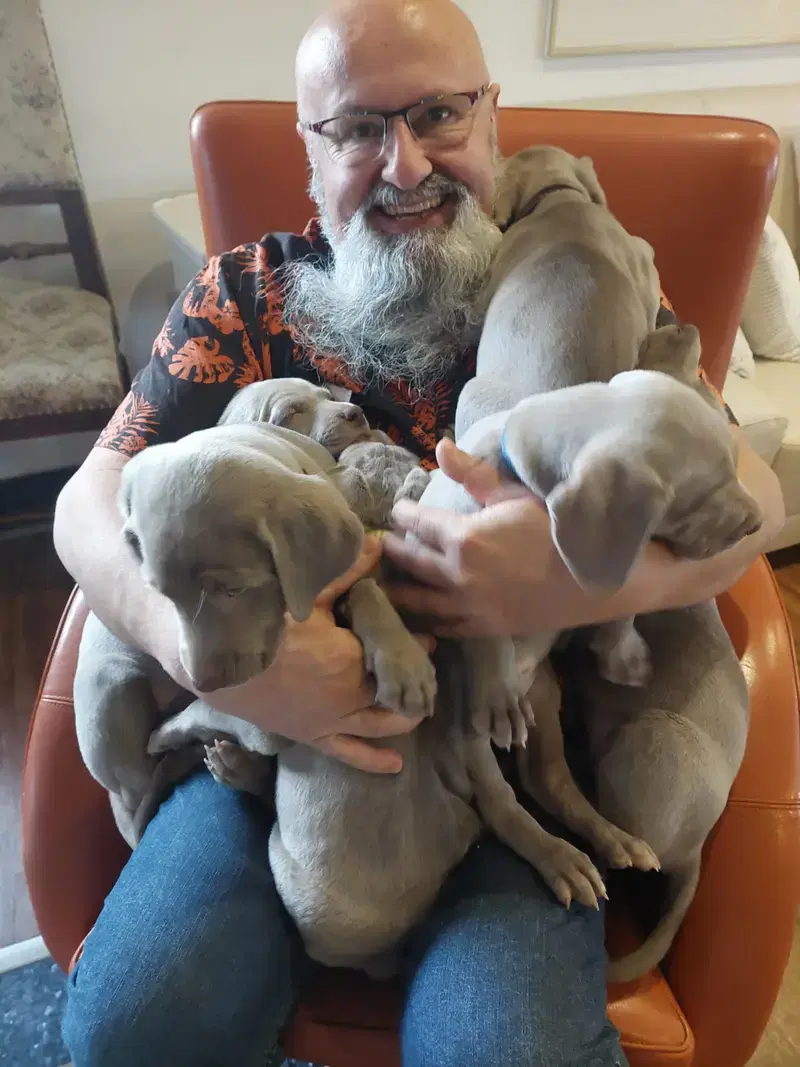 Weimaraner aus der Holzgasse - Bild 1