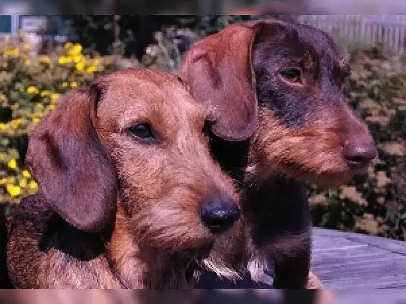 vom Soester Sandwall