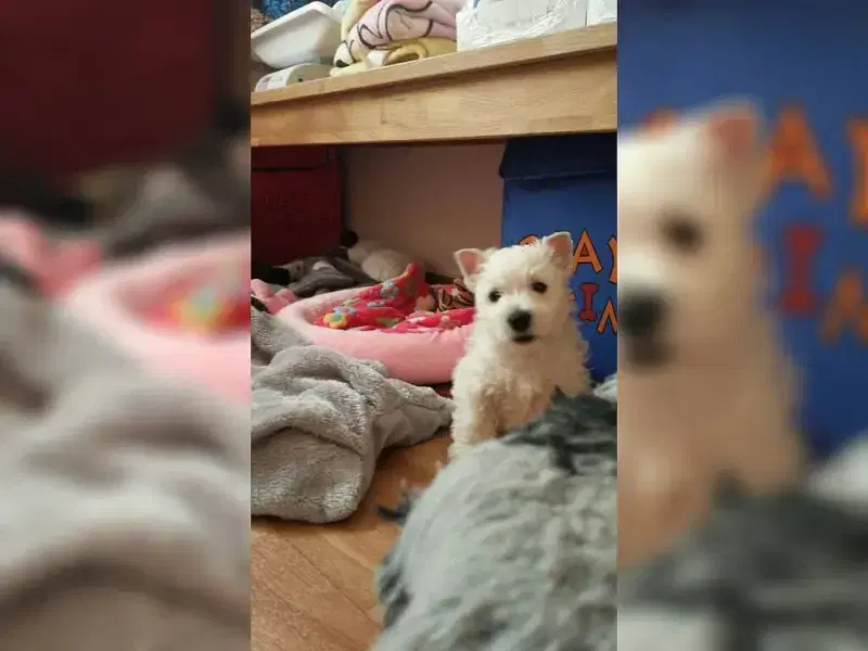 of Charming Whitebear's