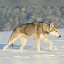 Whitefang's ... of Angou Loup's Mountain