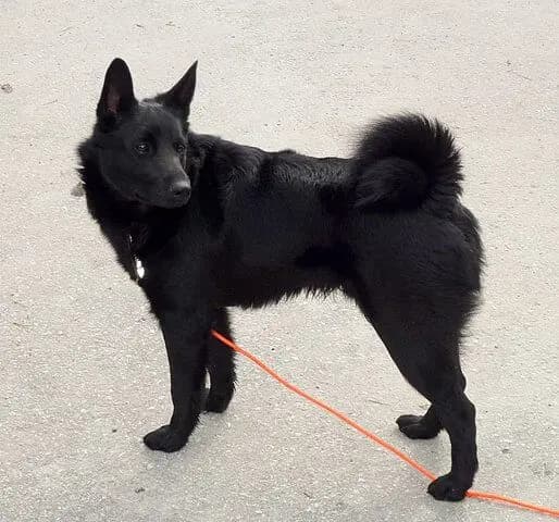 Norwegischer Elchhund (schwarz) – Hunderasse