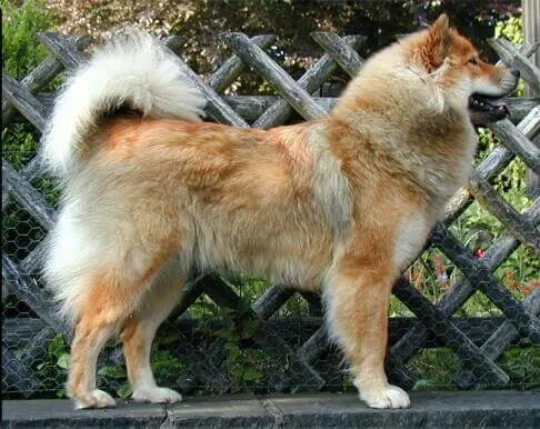 Eurasier – dog breed