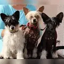 Luch’s Black Guardian