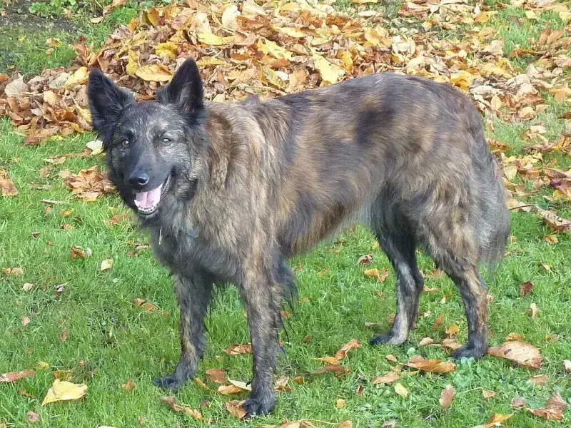 Hüter des Nordens