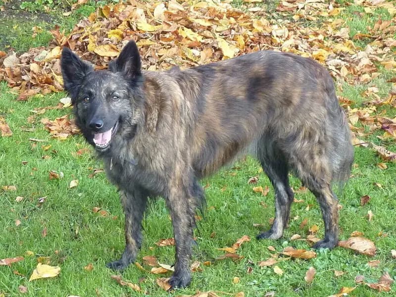 Hüter des Nordens