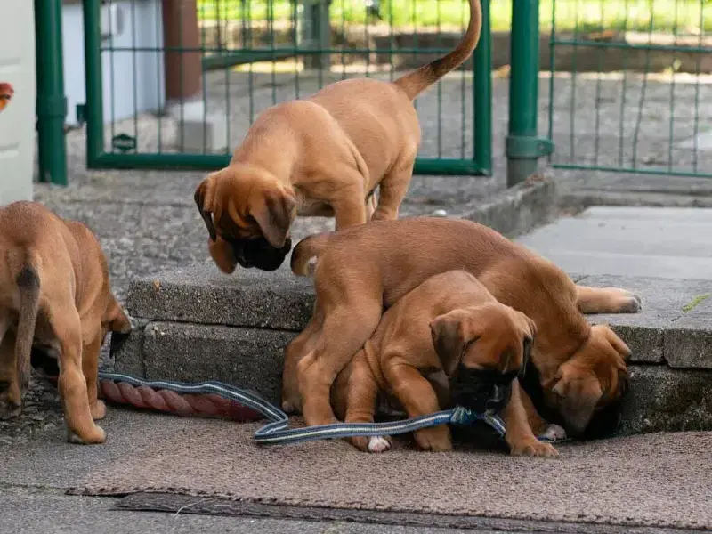 von Holly-popp-Sunshine