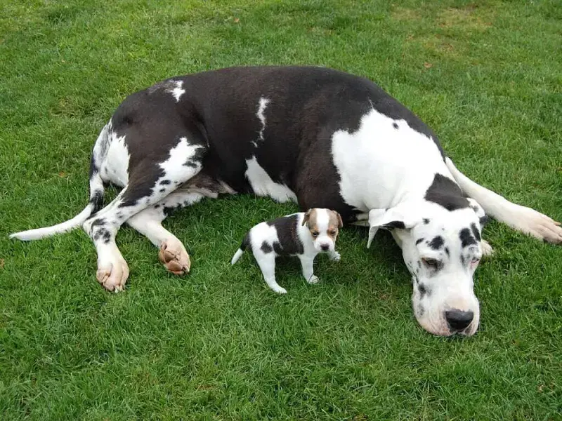 von Hela’s Herzräuberhof