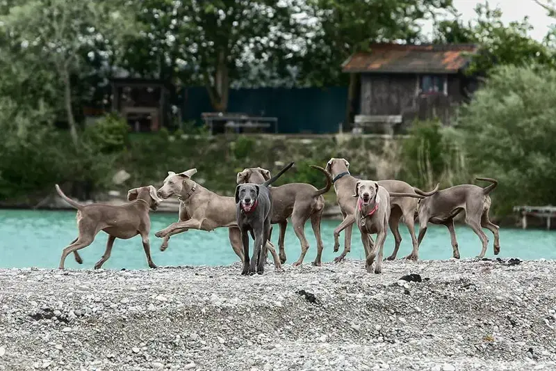 Weimaraner vom Mindelschloss - Bild 1