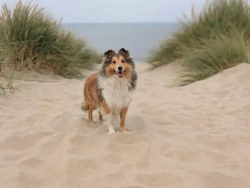 Sarah's Dream Shelties & Collies - Bild 1