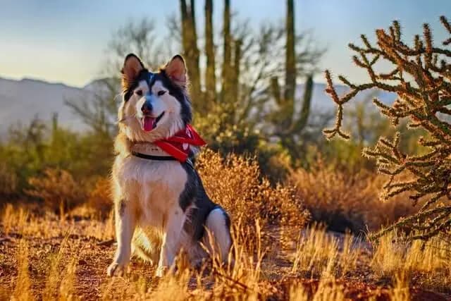 Alaskan Malamute – dog breed