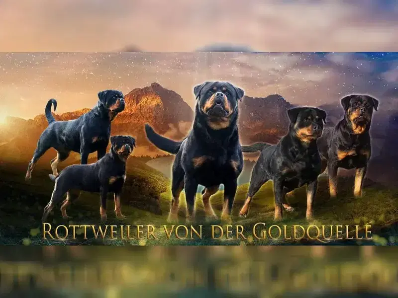 von der Goldquelle