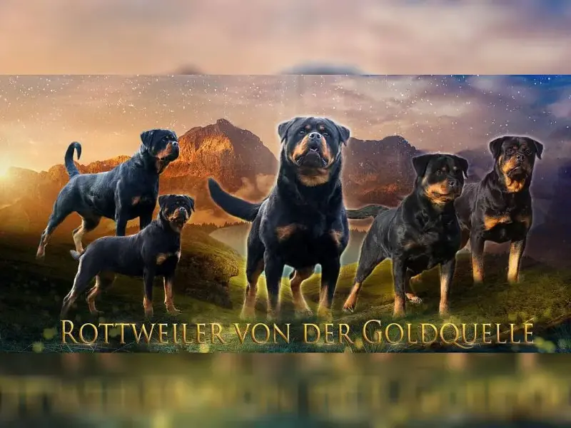 von der Goldquelle