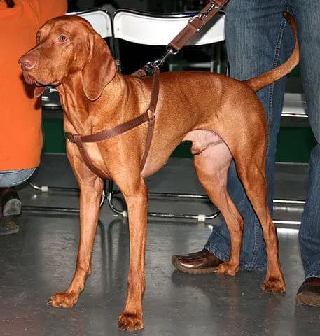 Bracco Ungherese – razza canina